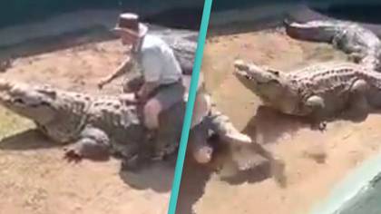 Giant crocodile attacks handler as live show takes shocking turn
