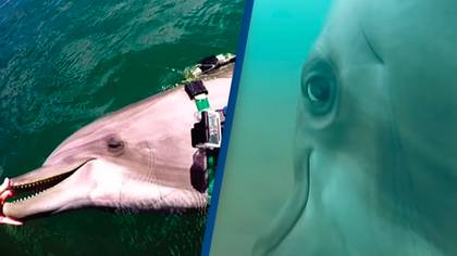 Scientists put a GoPro on dolphins and caught them making unexpected expressions