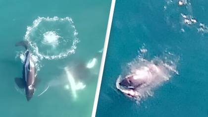 Orcas stalk and kill great white sharks in drone footage never seen before