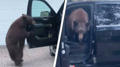 People can't tell if woman is 'brave or crazy' after she confronted bear that got in her car
