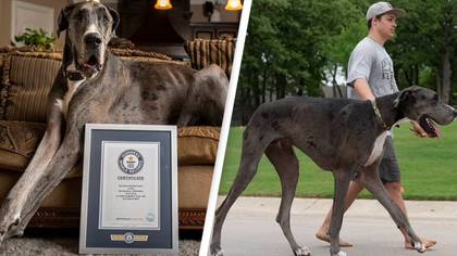 Great Dane Becomes Tallest Living Male Dog In The World