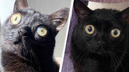 Black Cat Named Jinx Elected Mayor Of Town Named 'Hell'