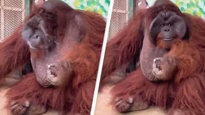 Critically Endangered Orangutan Spotted Smoking Cigarette At Zoo In Sickening Footage