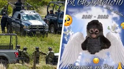 Narco-Monkey Who Was Killed In A Drug Shootout Has Had A Song Written About Him