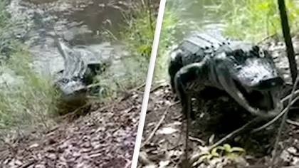 Alligator charges and hisses at man walking alone in terrifying footage