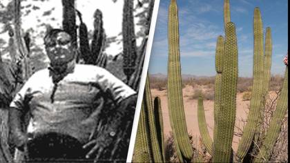 The truly unfortunate tale of the man who died after shooting a cactus