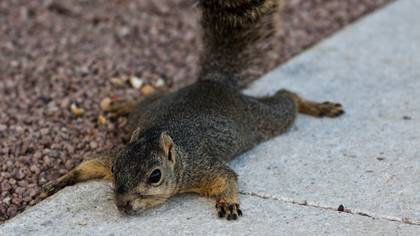 People have been told not to worry about squirrels 'splooting' after concern