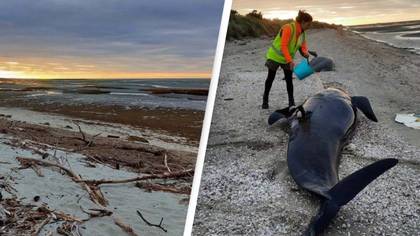 At Least 31 Whales Die After Mass Stranding At Notoriously Fatal Beach