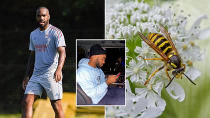 Alexandre Lacazette Set To Miss Pre-Season Friendly After Being 'Attacked By Wasps'