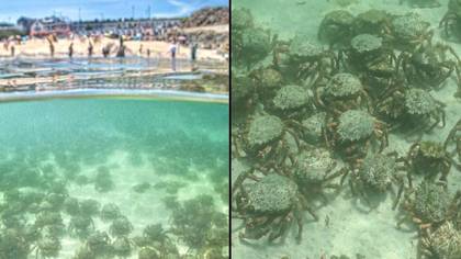 Thousands of spider crabs swarm UK beach