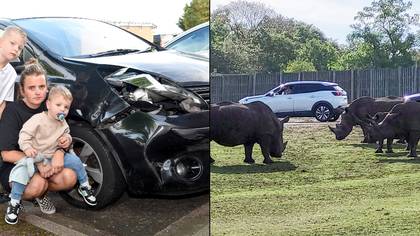 Rhinos smash up family's car at safari park