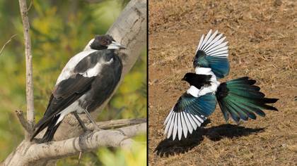 It’s officially the start of spring and you know what that means: it’s Magpie Swooping Season