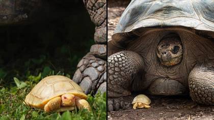 微小的白色乌龟成为有史以来首次报道的白化巨人galápagos乌龟