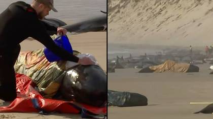 Hundreds of whales wash up on beach as 200 die with rescuers racing to save them