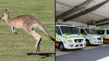 Pet kangaroo attacks man, thwarts paramedics trying to save his life