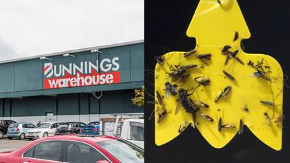 Bunnings Is Being Called On To Stop Selling Glue Traps
