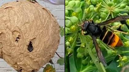 长达一周的搜索后，从英国花园移走了篮球大小的亚洲大黄蜂巢