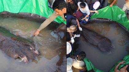 World’s Largest Ever Freshwater Fish Has Been Caught