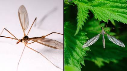 200 billion daddy long legs set to invade UK homes in the next two weeks