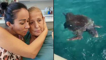 Tourist terrified after being attacked by vicious giant sea turtle