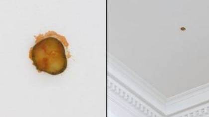 Artist Charging £5,100 For Pickle He Took From McDonald's Burger And Stuck To Ceiling