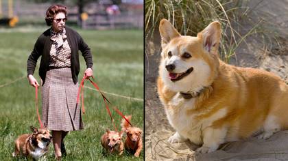 Queen's corgis dubbed yapping 'moving carpet' that sent palace aides bonkers