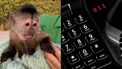 Monkey calls 911 and gets police to come to the zoo to investigate