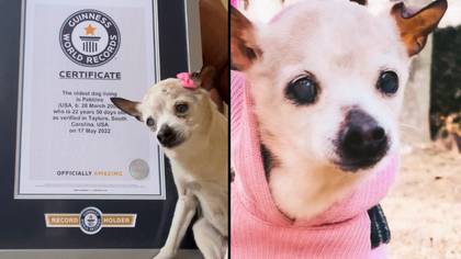 22-Year-Old Pebbles Has Been Officially Crowned As The World's Oldest Living Dog