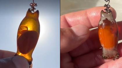 People left in disbelief after seeing shark egg as man takes it home to hatch