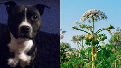 Dog Dies After Being Stung By Britain's Most Dangerous Plant