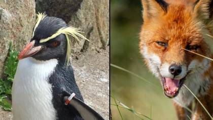 爱丁堡动物园最古老的企鹅被狐狸杀死