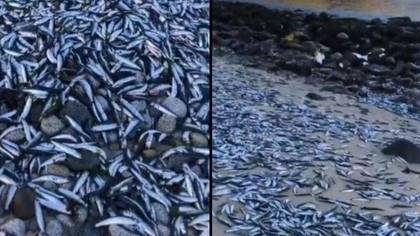 Thousands Of Fish Wash Up Dead On Beach And No One Knows Why