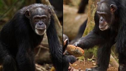 Oldest member of famous tool-wielding chimpanzee tribe has died at the age of 71