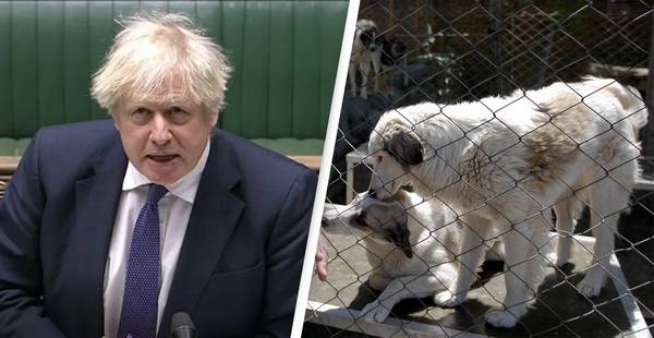 Boris Johnson Responds To Whistleblower Claims He Ordered Evacuation Of Dogs From Afghanistan