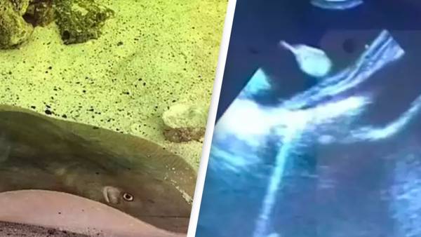 Scientists concerned as they believe they've worked out how stingray got pregnant without any mates in her tank