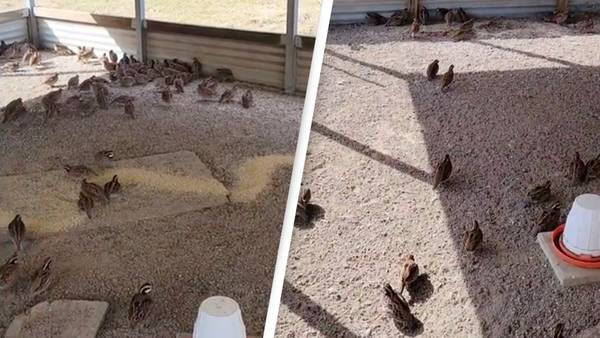 People say there's a glitch in the matrix after seeing group of birds freeze instantly