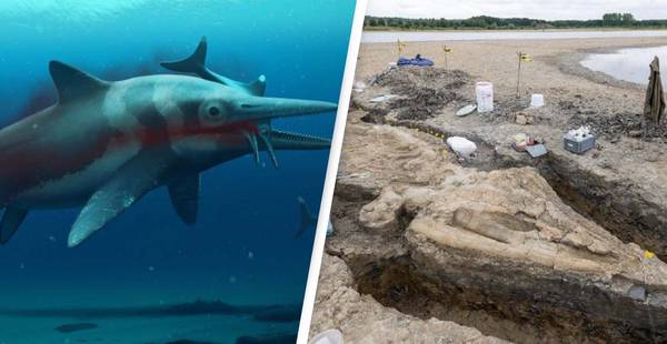 Sea Dragon Dinosaur Dolphin Fossil Discovered In The UK