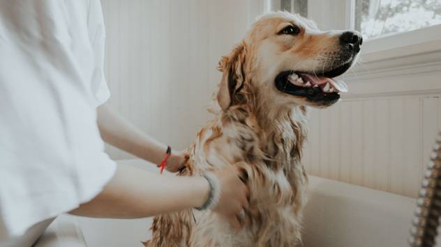 This £36 Product Will Make Dog-Grooming A Dream