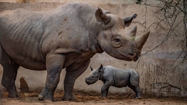 Incredible Moment Critically Endangered Rhino Gives Birth At Chester Zoo