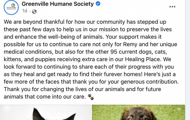 The shelter was inundated with donations after posting about Remy. Credit: Greenville Humane Society/Facebook