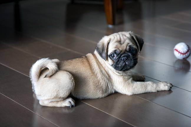 Pugs suffer a long list of health issues. Credit: Alamy