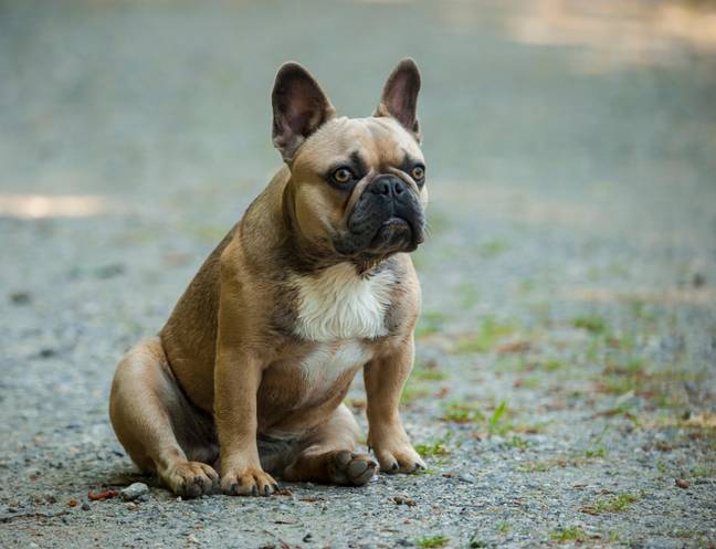 In recent years there has been a push by animal charities to ban the breeding of brachycephalic pets (Credit: Alamy)