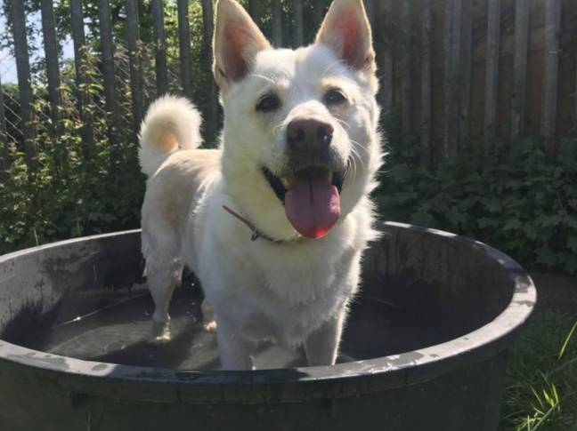 Nine-year-old husky cross Snowy has also been keeping cool by playing in her paddling pool (Credit: RSPCA)