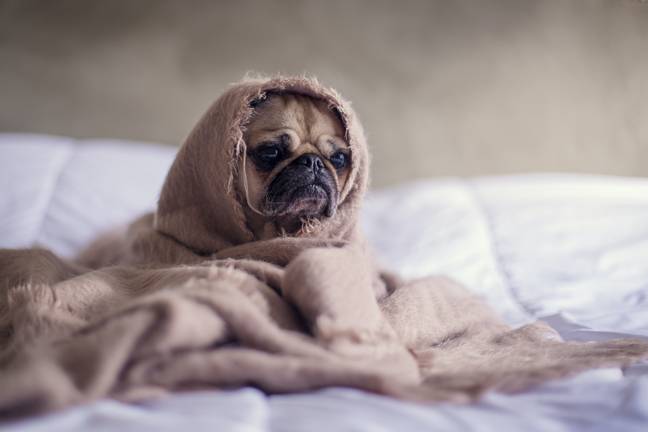 Dogs will be looking for ways to keep warm (Credit: Unsplash)