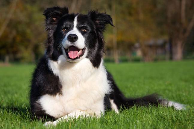 You might think Border Collies are well behaved, but they want to herd things and could start biting kids. Credit: Arterra Picture Library / Alamy Stock Photo