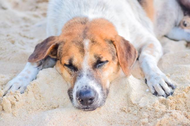 Kennel Store has revealed the signs of heatstroke in dogs. Credit: Unsplash.