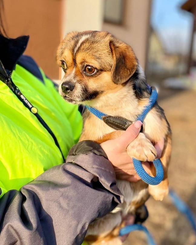 The charity is helping dogs find homes in the UK. (Credit: @paw_help_rescue/Instagram)