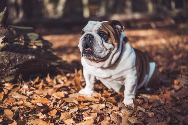 English Bulldogs often produce large litters and require c-sections. (Credit: Unsplash)