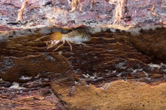 Termites are referred to as 'silent destroyers'. Credit: SURAPOL USANAKUL / Alamy Stock Photo