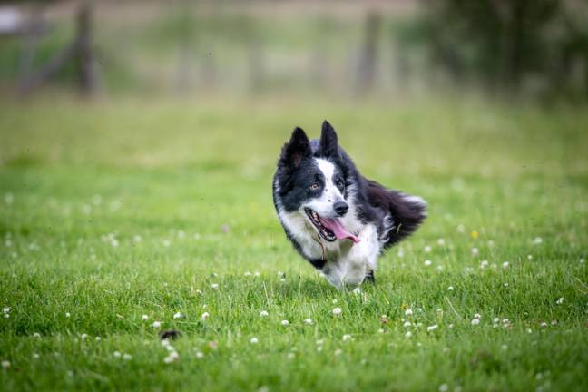 The dog at the heart of the drama is a border collie. Credit: Edwin Remsberg / Alamy Stock Photo.